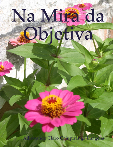 Na Mira da Objetiva