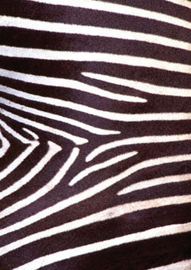 livret du professeur d'arts plastique/musique