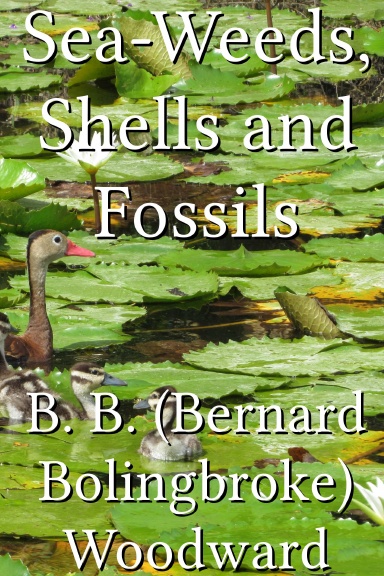 Sea-Weeds, Shells and Fossils