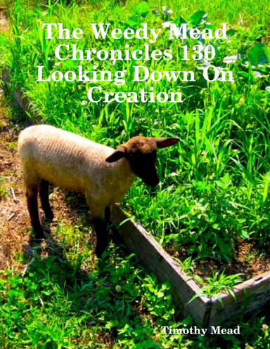 The Weedy Mead Chronicles 130 Looking Down On Creation