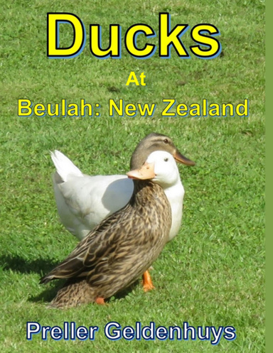 Ducks At Beulah New Zealand