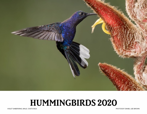 HUMMINGBIRDS 2020