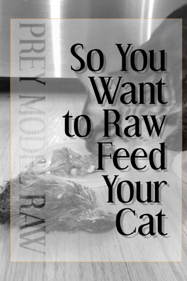 So You Want to Raw Feed Your Cat