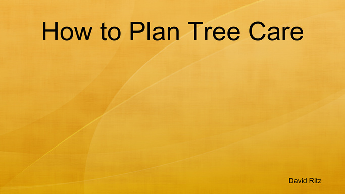 How to Plan Tree Care