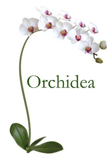 Orchidea