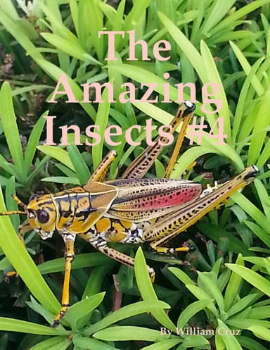 The Amazing Insect #4