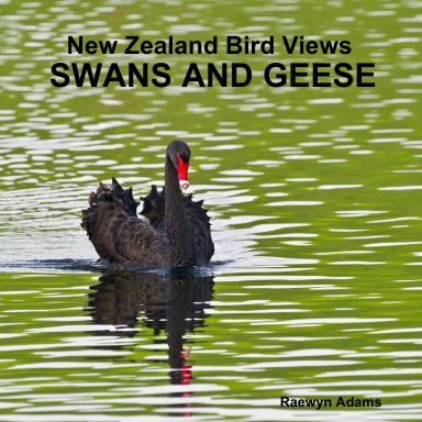 New Zealand bird views : swans and geese