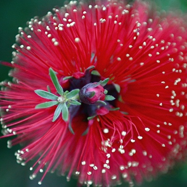 Scarlet Kunzea Journal