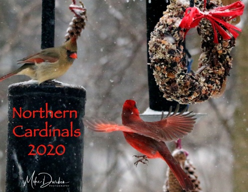 Northern Cardinals 2020