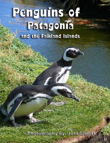 Penguins of Patagonia and the Falkland Islands
