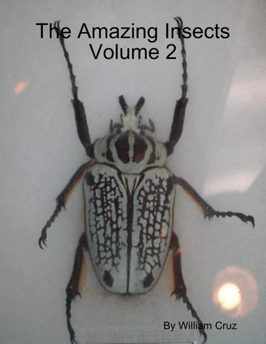 The Amazing Insects Volume 2