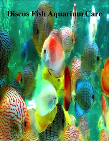 Discus Fish Aquarium Care