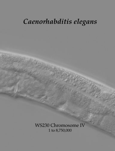 Caenorhabditis elegans Chromosome IV Part I