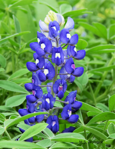 Texas Wildflower Portraits: Images of Select Texas Wildflowers