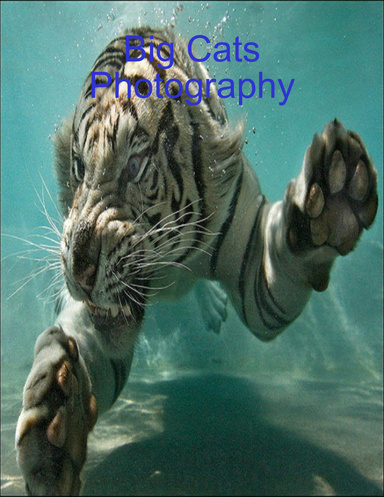 Big Cats Photography