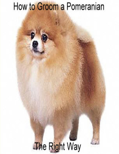 How to Groom A Pomeranian The Right Way