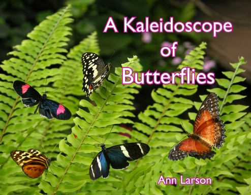 A Kaleidoscope of Butterflies