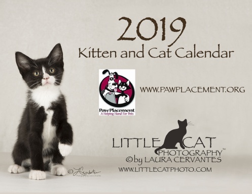 2019 kitten and cat calendar