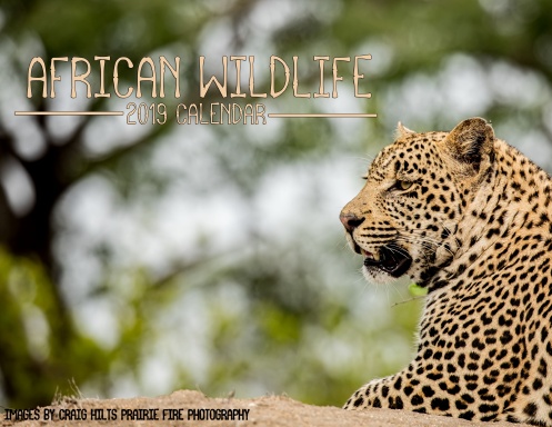 African Wildlife