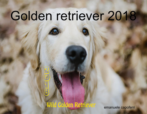 Golden retriever 2018