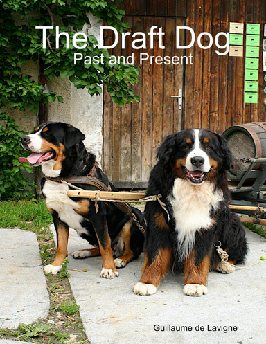 The Draft Dog - Past and Present