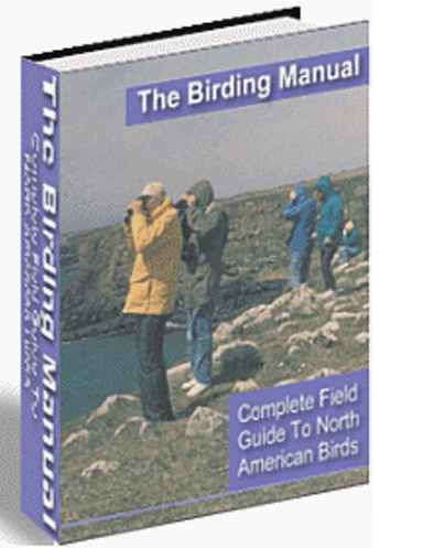 Birding For Everyone