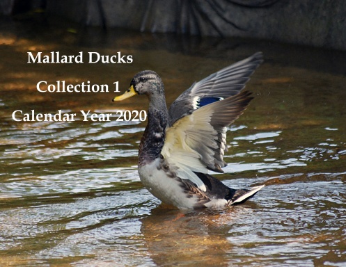 Mallard Ducks - Collection 1 -  Calendar Year 2020