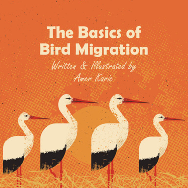 The Basics of Bird Migration