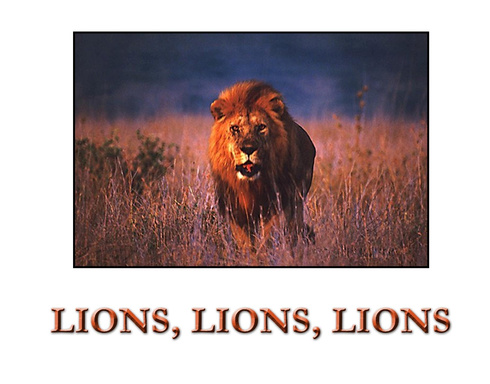 Lions