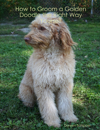 How to Groom a Golden Doodle the Right Way Yourself