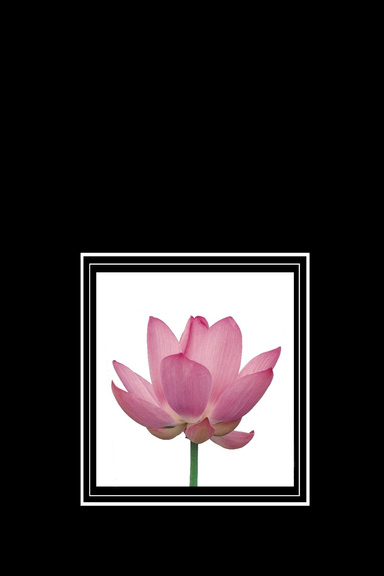 Flower for Angel