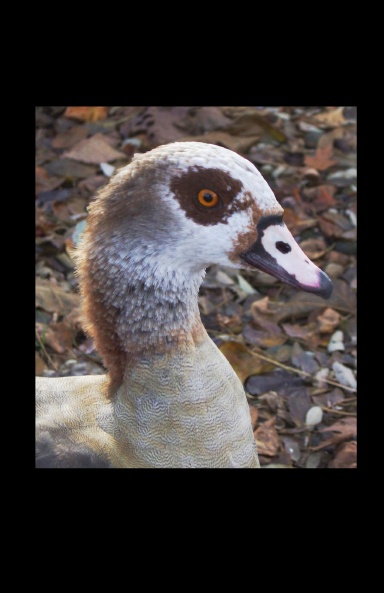 Egyptian Goose