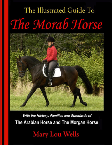 The Illustrated Guide To The Morab Horse
