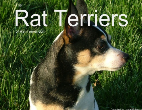 Rat Terriers of Rat-Terrier.com