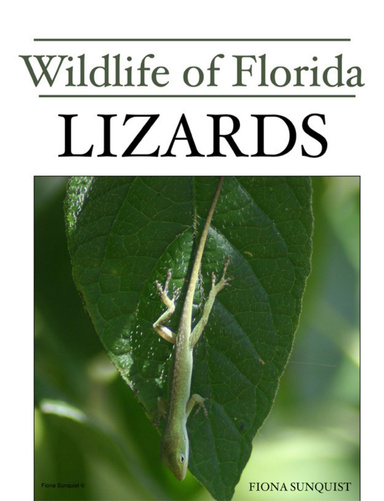 Wildlife of Florida: Lizards