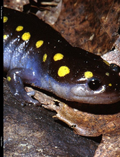 The Salamander