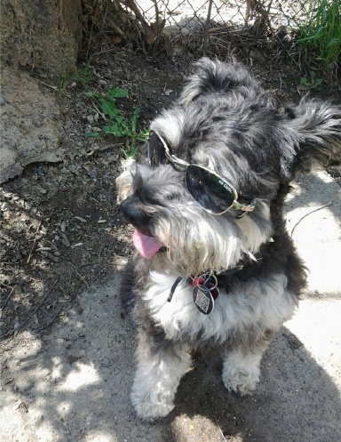 Sirbuddy the Teddy Bear Schnauzer