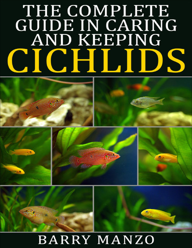 Caring hotsell for cichlids