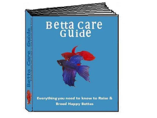 The Betta Care Guide