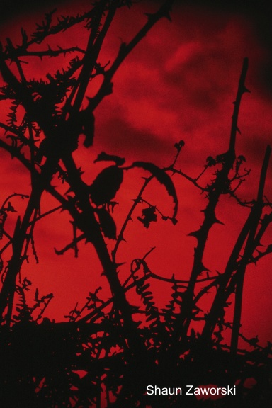 Collection of Poetry