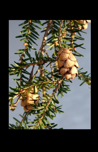 Hemlock Cones - Good Luck Journal