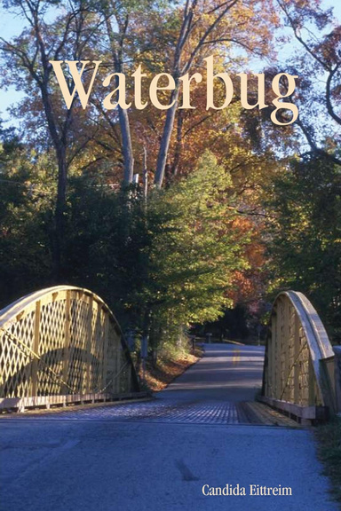 Waterbug
