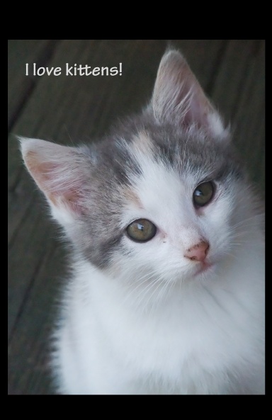 I Love Kittens Journal