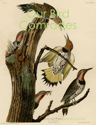 Our Bird Comrades