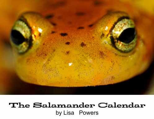 Salamander Calendar 2019