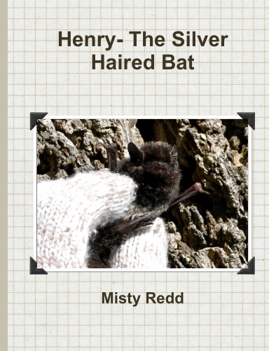 Henry -The Silver Haired Bat