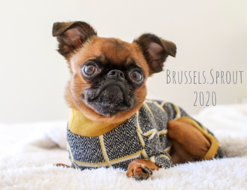 Brussels.Sprout 2020