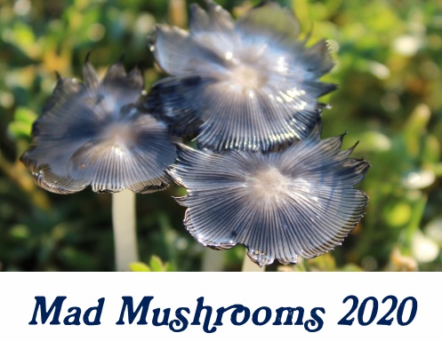Mad Mushrooms