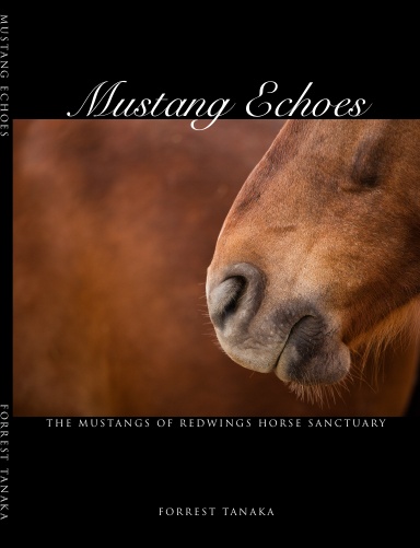 Mustang Echoes