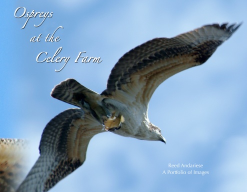Ospreys at the Celery Farm